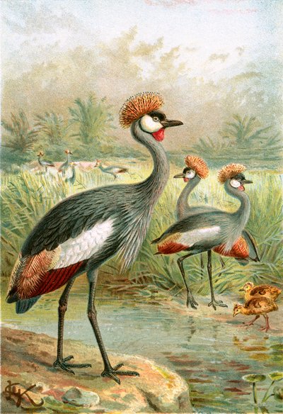 East African Balearic Crane by English School